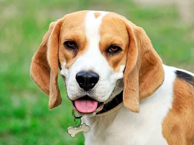70 фото порода собак Бигль взрослые и щенки | Портал собаководов