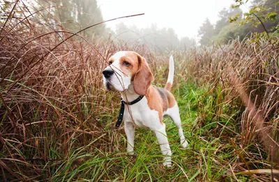 Бигль: фото, описание породы собак, характер и цены | Beagle puppy, Cute  beagles, Beagle dog