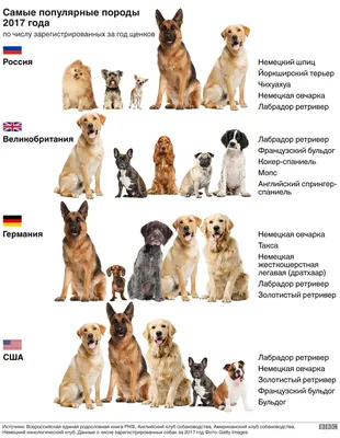 Самые умные собаки - какую породу выбрать – фото