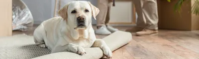 Новости Днепра: Самые дорогие породы собак в Днепре