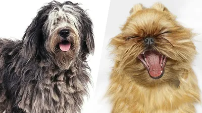 Декоративные породы собак: какую породу лучше выбрать