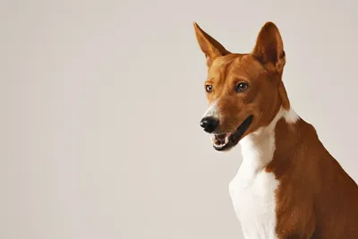 Самые редкие породы собак в мире - фото и описание | РБК Украина