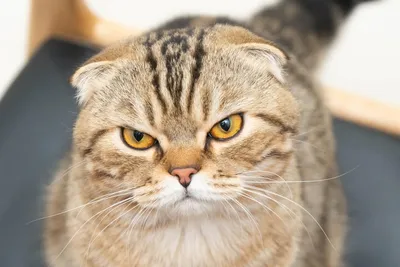 Породы кошек агрессивные и злые - фото и описание | РБК Украина