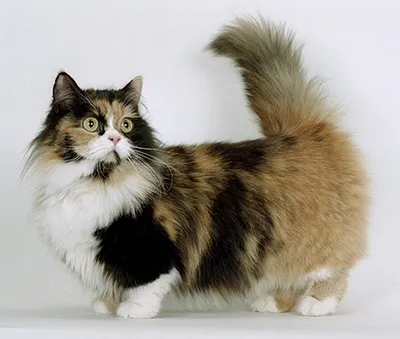 Отличие страйтов от британской породы кошек - Клуб кошек PCA
