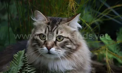 Самые популярные породы кошек в России и мире, список с названиями и фото  на сайте Petstory