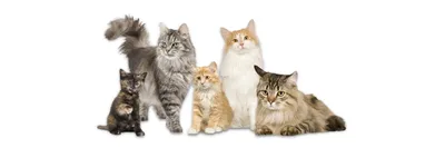Названы самые популярные у россиян породы кошек — РБК