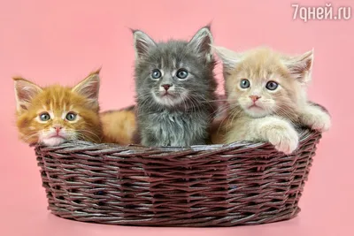 Как выбрать породу кошки - Блог Зоомапы
