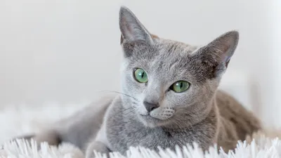 ТОП-10 умных пород кошек: фото, названия и описание | WHISKAS®