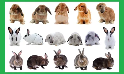 Породы кроликов картинки фотографии