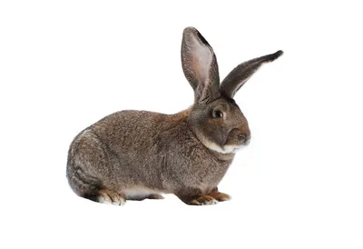 Самые известные породы кроликов для разведения в ЛПХ | ПРОФИ своего дела |  Дзен