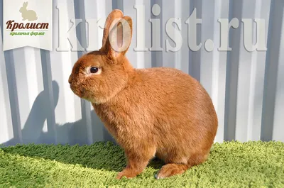 Кролик новозеландский красный — все о породе и разведении, фото, отзывы