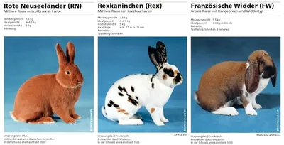 Стандарты пород кроликов | Кролики. Разведение и содержание в домашних  условиях