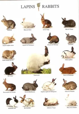 Домашний декор, породы кроликов-Шелковый художественный плакат, украшение  на стену, подарок | AliExpress
