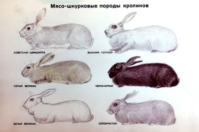 Породы кроликов [1990 Максимов А.П., Зарубенко А.И. - Приусадебное  кролиководство]