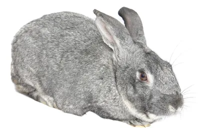 Калифорнийская порода кроликов — Страница 2 — Племенные кролики из Европы