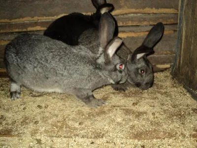 Калифорнийская порода кроликов Стоковое Фото - изображение насчитывающей  рецепты, кролики: 102478346
