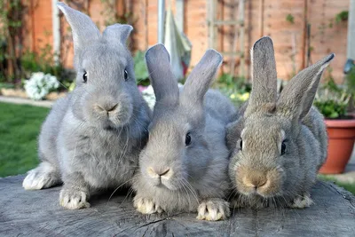 Заяц или кролик? В чем отличия? Все виды кроликов, кроме одного, живут в  подземных норах. Это и отличает их от зайцев, которые сооружают… | Instagram
