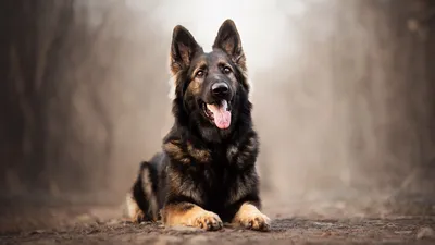 Охотничьи собаки - красивые картинки (50 фото)