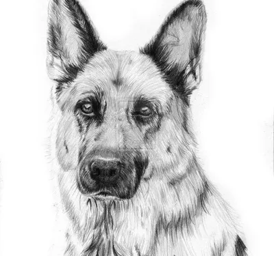 Все породы собак картинки (61 фото) - картинки sobakovod.club