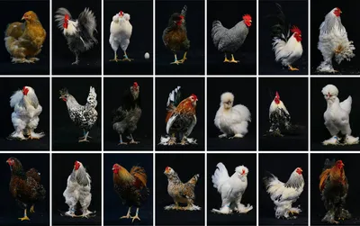 Анатомия курицы несушки в картинках и видео | Курочка | Дзен