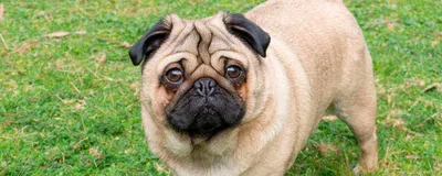 Кане-корсо: фото, описание, характер породы собак - Purina ONE®