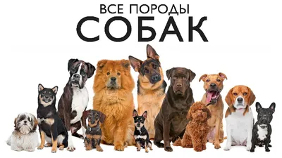 Детский коврик \"Породы собак + Щенята\" купить в Украине | Mat4baby
