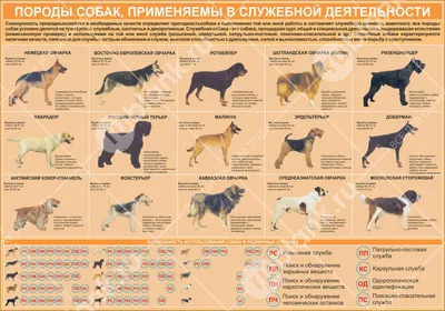 Большие породы собак – топ-15 крупных пород с фото – ProPlan.ru