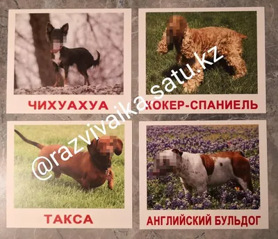 Английские породы собак – ТОП-15 с фотографиями и названиями