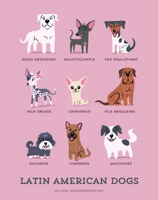 Названия пород собак на английском | English2017