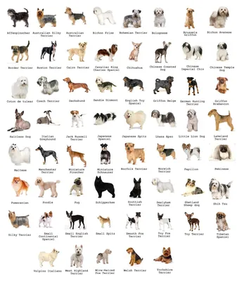 Породы собак по алфавиту с картинками