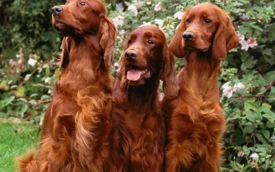 Породы собак: плюсы и минусы по алфавиту с описанием и картинками