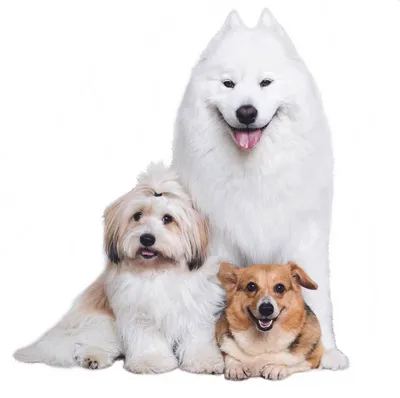 Английский фоксхаунд: описание породы | Собаки, Редкие породы, Гончая