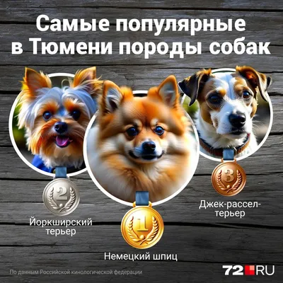 Маленькие породы собак всех размеров с фото и названиями | Блог зоомагазина  Zootovary.com