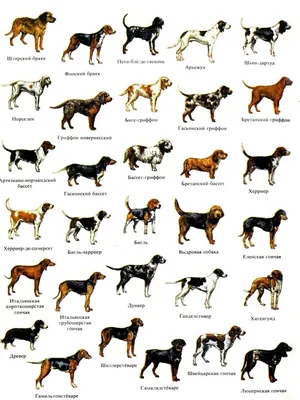 Породы средних собак в картинках