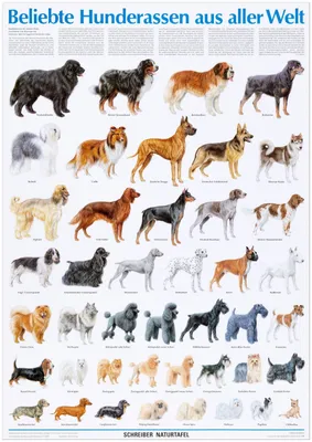 Породы Средних Собак С Фотографиями – Telegraph