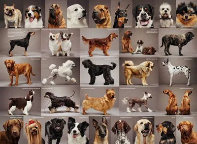 Породы средних собак в картинках фотографии