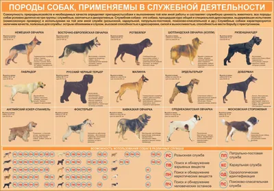 Топ 3 любимых пород собак у москвичей | Миска корма на столе | Дзен