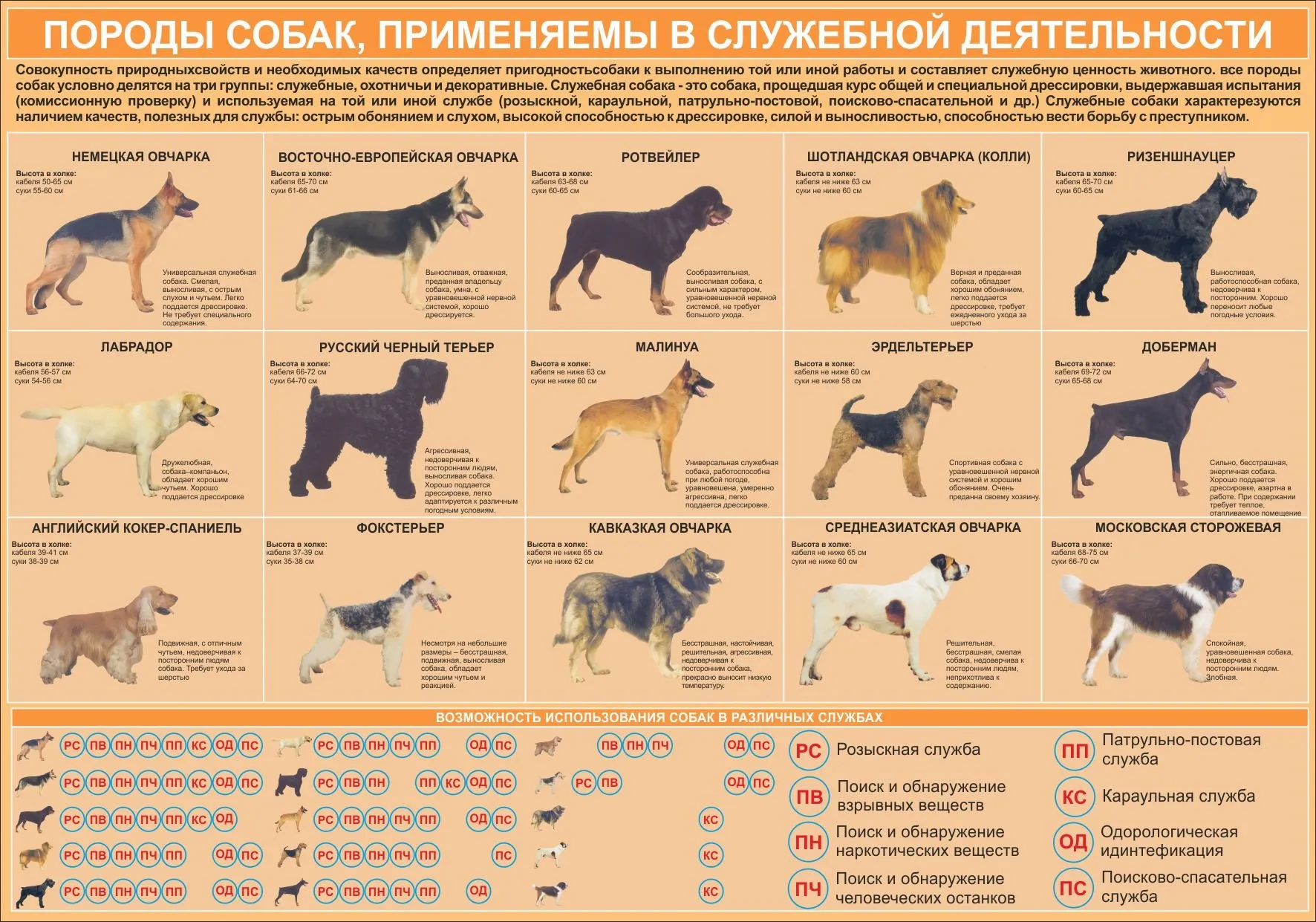Список Собак С Фото И Названием