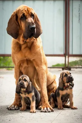 Самоед — характеристика породы собак 🐕 и фото щенков - ProPlan.ru