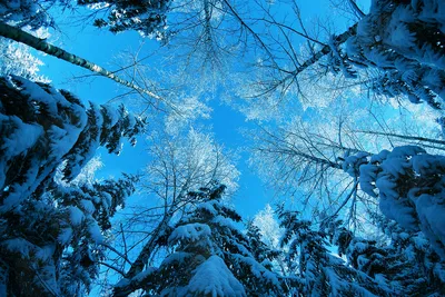 В последний день января в Рязани потеплеет и усилится ветер » Новости Рязани