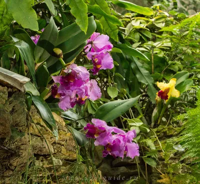 Картинки на тему #орхидеи - в Шедевруме