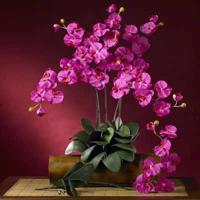 Выставка орхидей в ботаническом саду - 78 фото
