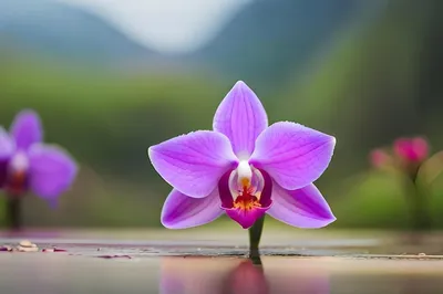 орхидея и движение воды PNG , элемент дизайна, поток, движение PNG рисунок  для бесплатной загрузки