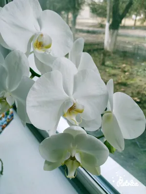 Цветущая орхидея - 40 фото