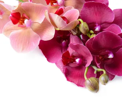 Цветы орхидеи коричневые цветущие | Премиум Фото