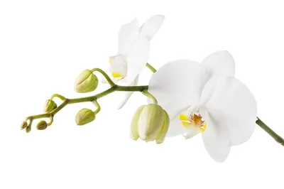 Выставка орхидей в ботаническом саду - 78 фото
