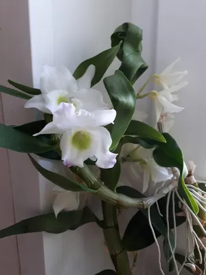 Азиатка орхидея цветок лотоса медитация акварельный рисунок генеративный ии  | Премиум Фото