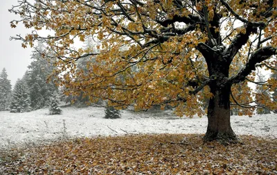 Поздняя осень. — конкурс \"Тревожный пейзаж\" — Фотоконкурс.ру
