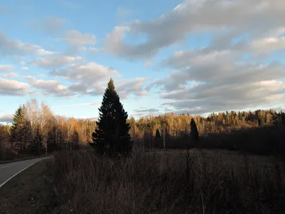 Поздняя осень в Кемерово