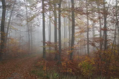 Поздняя Осень В Лесу Подробнее — стоковые фотографии и другие картинки Без  людей - Без людей, Ботаника, Ветвь - часть растения - iStock